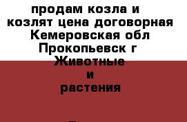 продам козла и 2 козлят цена договорная - Кемеровская обл., Прокопьевск г. Животные и растения » Другие животные   . Кемеровская обл.